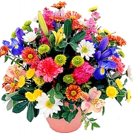 Colourful bouquet of flowers suitable for any occassion.